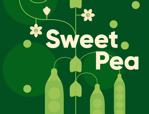 376-Danish folklore: Sweet Pea