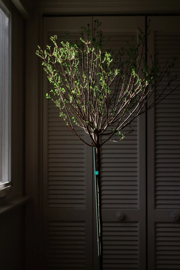 A korean lilac tree with the buds having just sprouted in an office half in the sun.